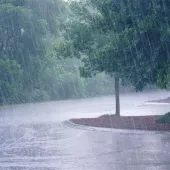 Heavy rain pours on a road lined with trees, with water splashing on the pavement — capturing a stormy day in a lush, green environment.